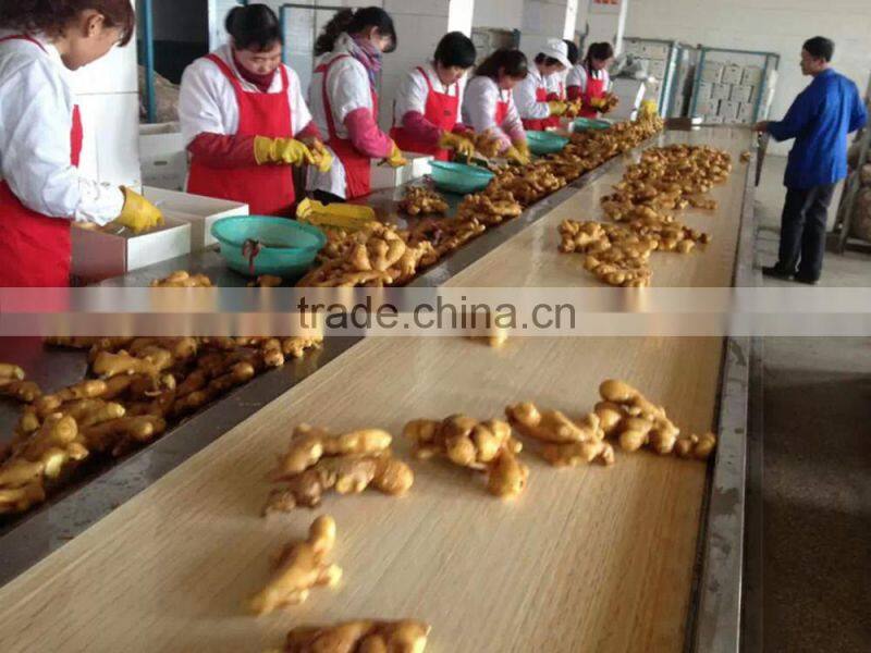 China ginger export Guangzhou ginger office