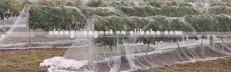 Plant Support Net,Pea&bean Netting,cucumber net