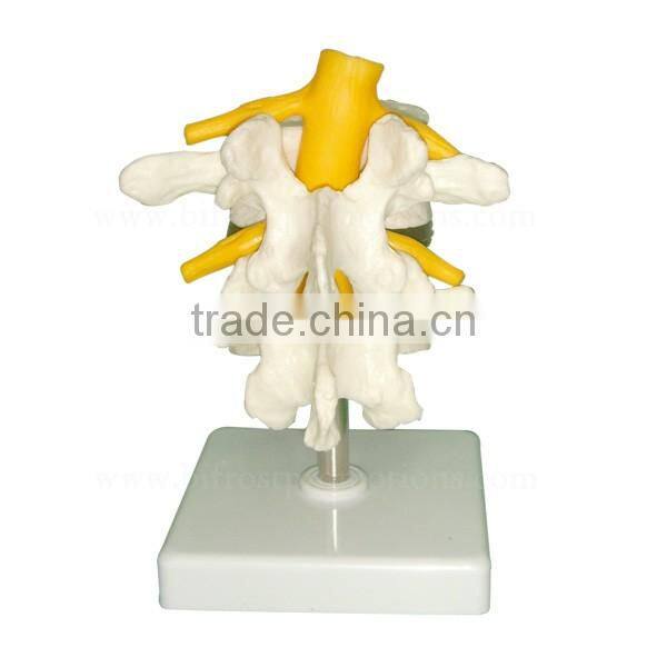 Human Body Anatomy Spine Model Lumbar Vertebra
