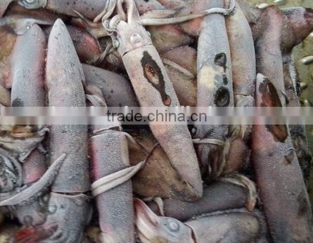 Frozen squid and Todarodes Pacificus