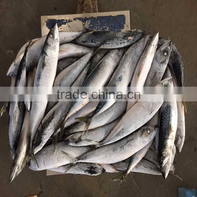 200-300G Good quality pacific mackerel scomber japonicus pacific mackerel on sale