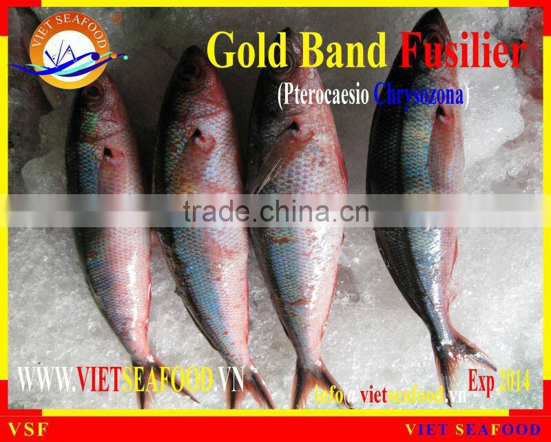 FROZEN GOLD BAND FUSILIER