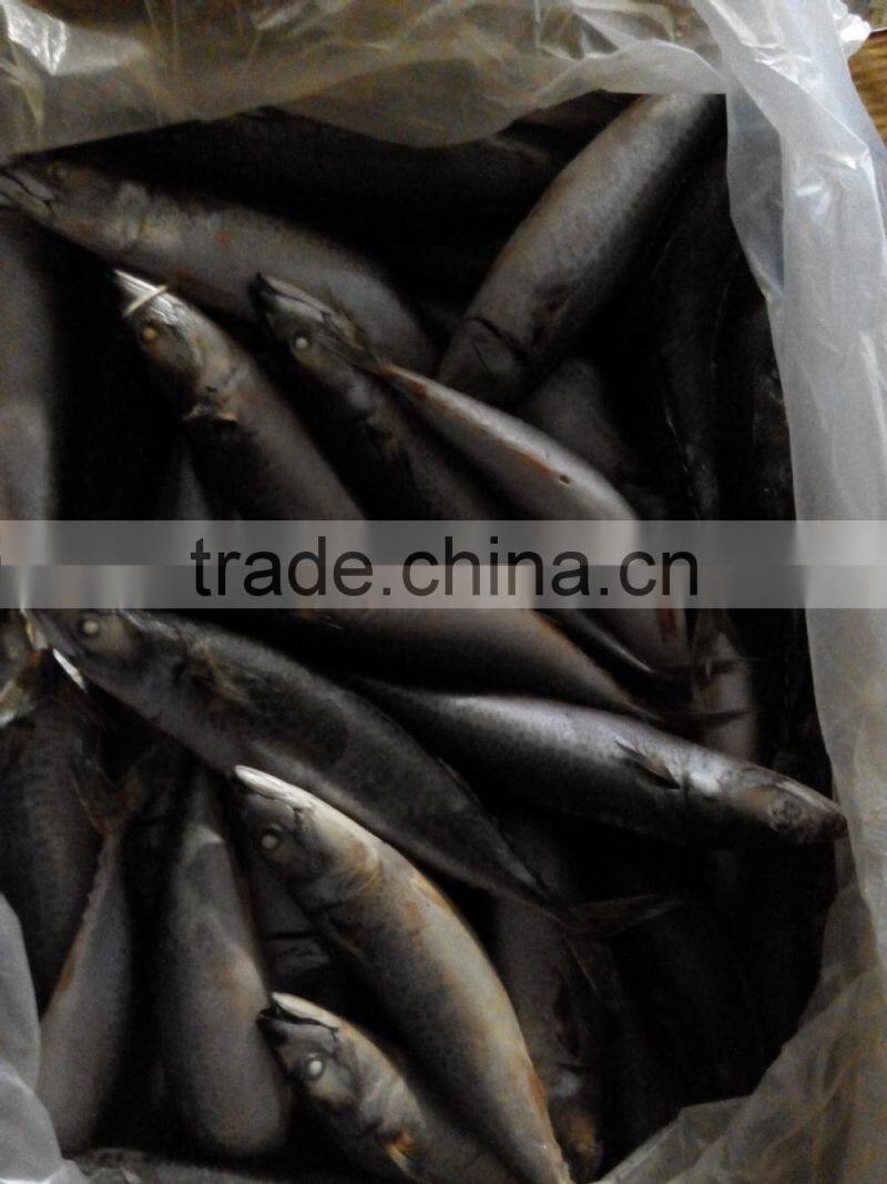 frozen mackerel hot selling