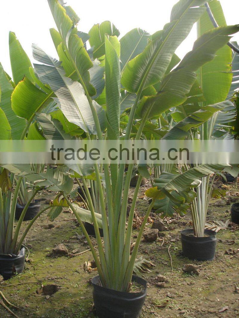 Ravenala madagascariensis-Travelers Palm-trees-plants high 2-7m
