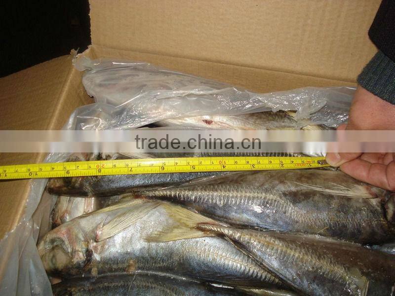 horse mackerel fish from China