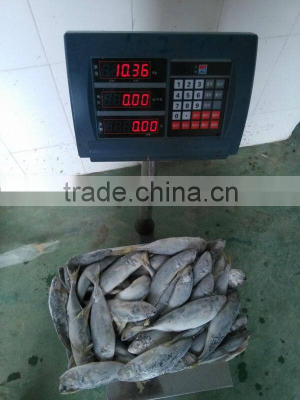 frozen horse mackerel fish