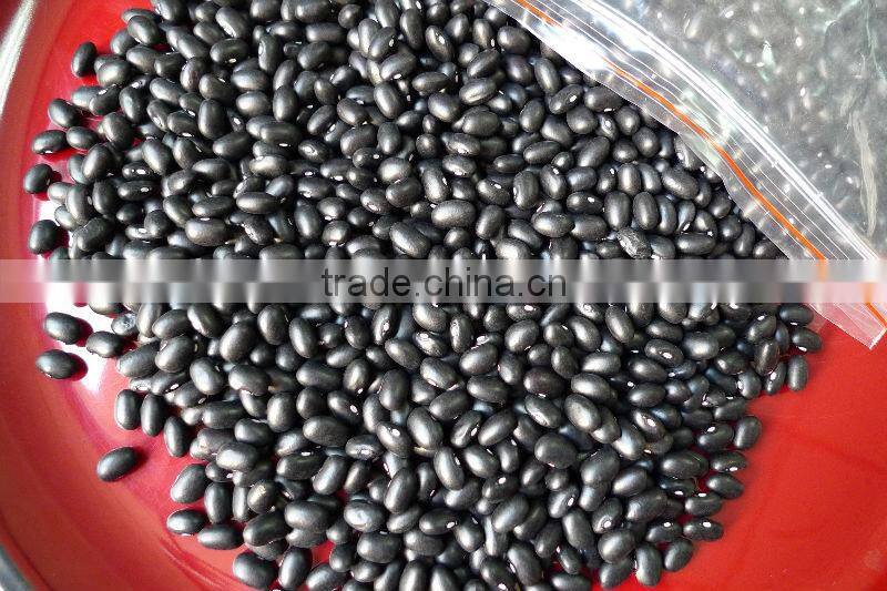 Black Kidney beans 2010 crop
