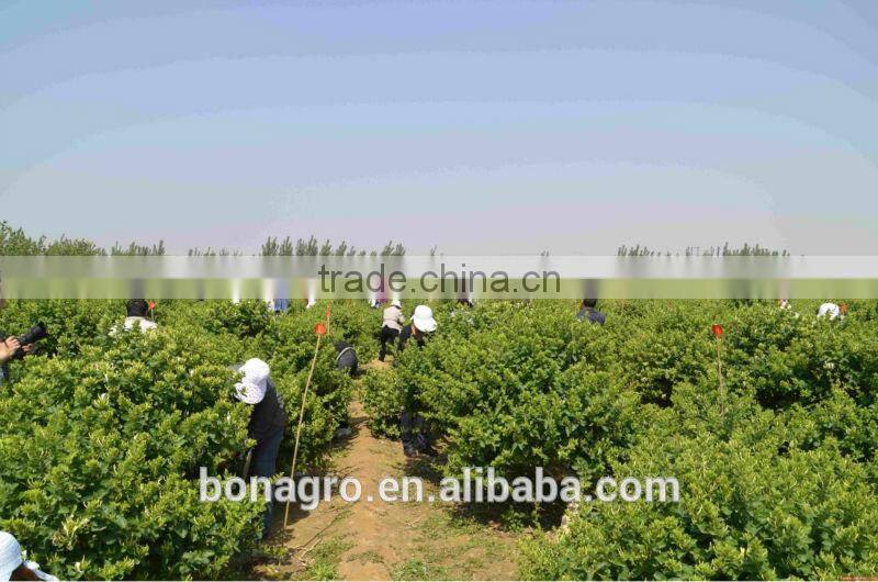 2013 new crop nutrition & regimen dried goji berry good for people