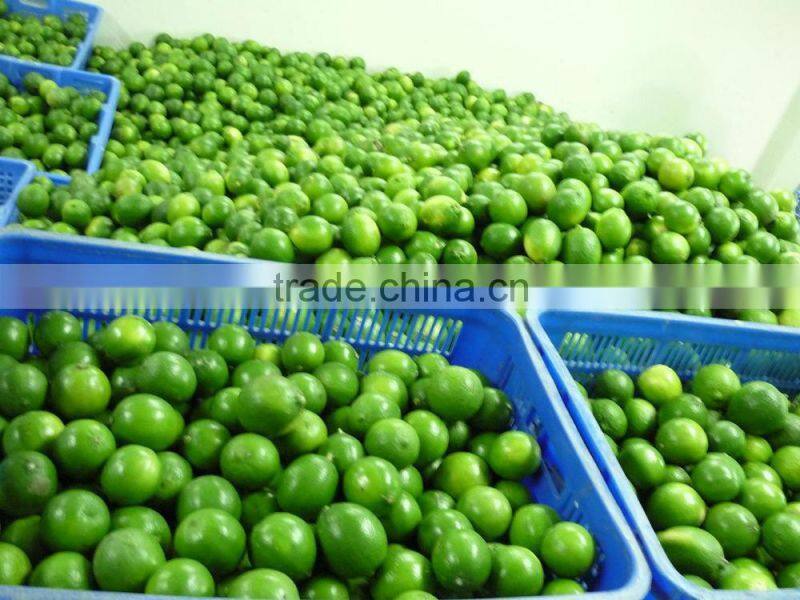 Fresh Lime Top Quality