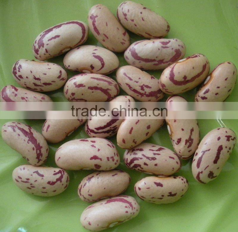 2010 Crop Light Speckled Kidney Bean With Long Shape