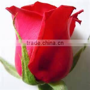 Natural Rose flower
