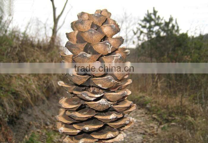 The decoration plant Pinus parviflora seedling