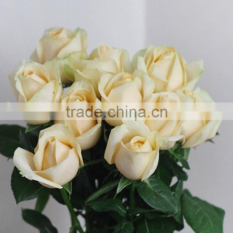 Hot sale fresh cut natural rose flowers from plants base