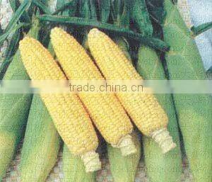 MZ-368 Farm corn sheller machine (Video) Taiwan Quality