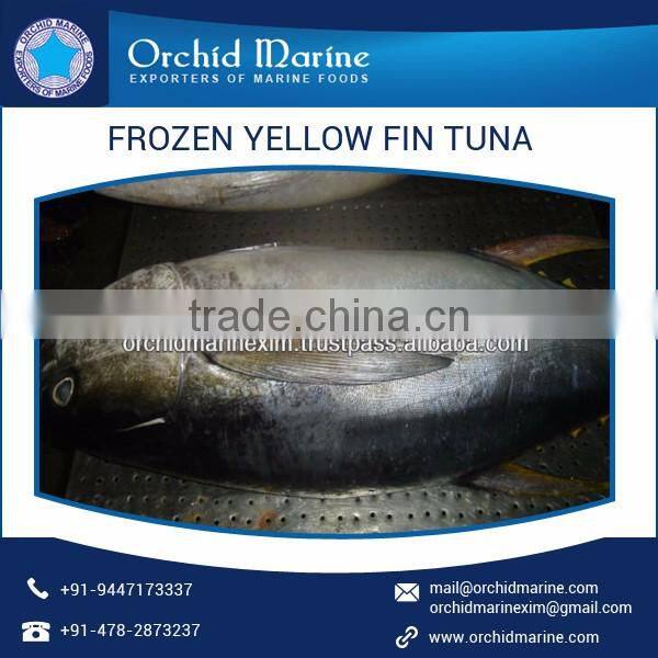 100% Fresh Whole Round Frozen Yellowfin Tuna/ Sea Food for Bulk Buyer
