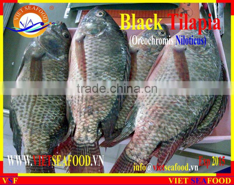 FROZEN BLACK TILAPIA WHOLE ROUND