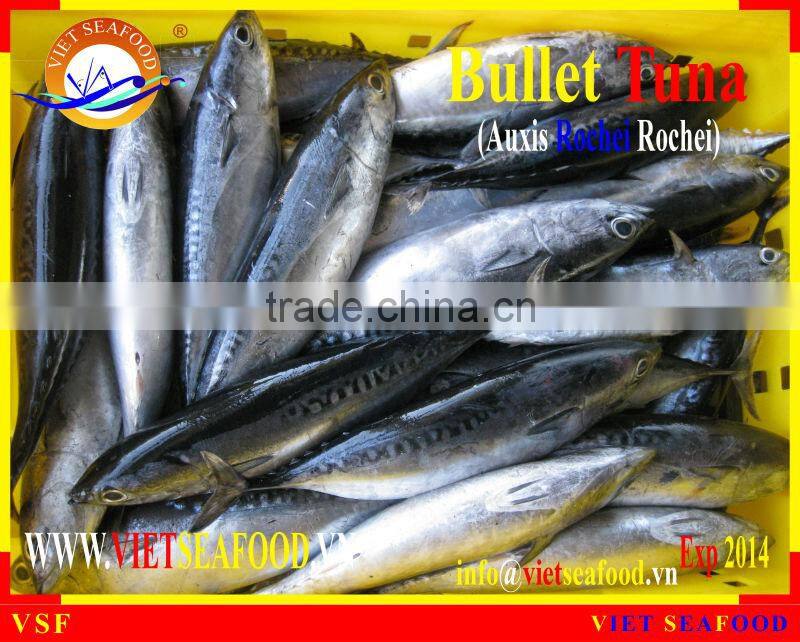FROZEN BULLET TUNA