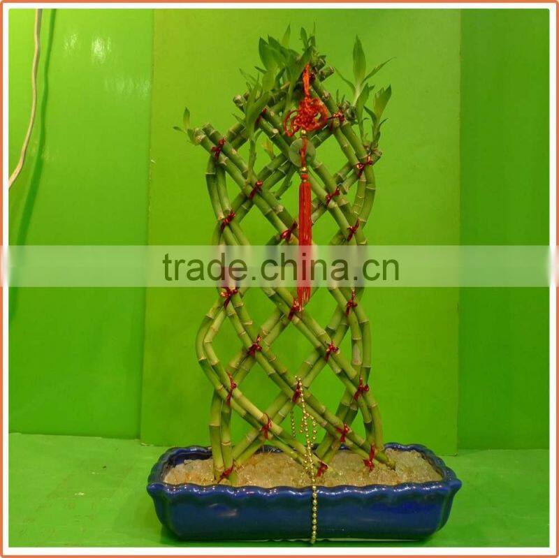 18 stems braided lucky bamboo bonsai tree dracaena sanderiana indoor aquatic feng shui plants nursery garden decoration