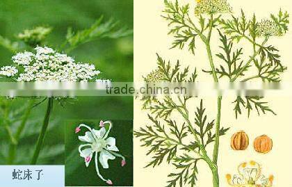 Fructus Cnidii Extract