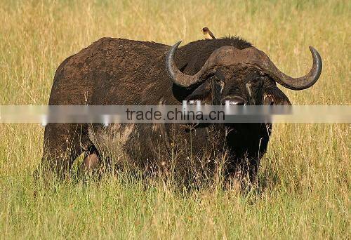 TPU ear tag for cattle in yellow 49*43 mm