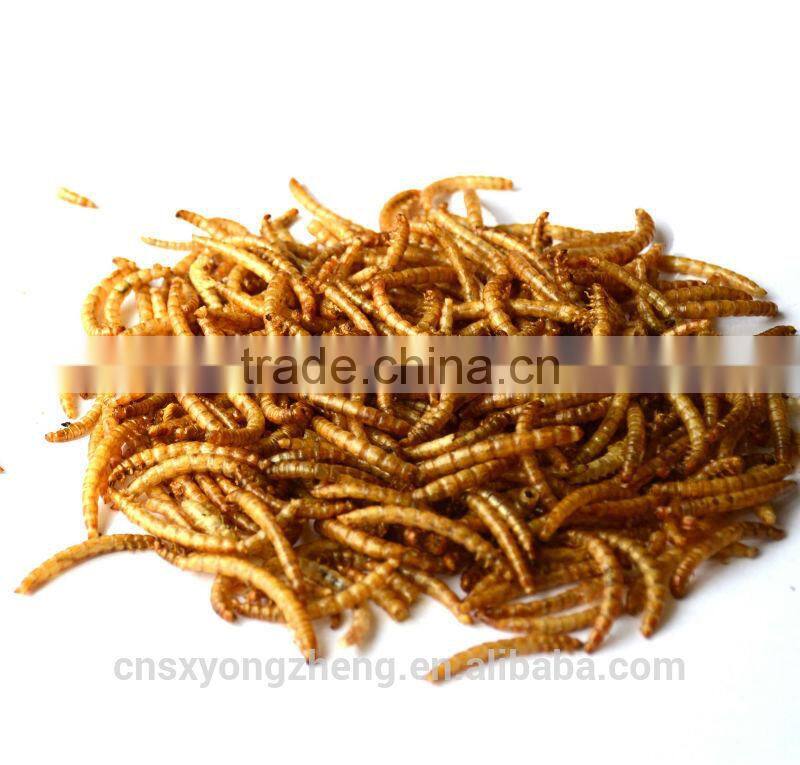 Eco-friendly Bird food Dried Mealworms;Dried Mealworms for Birdseed