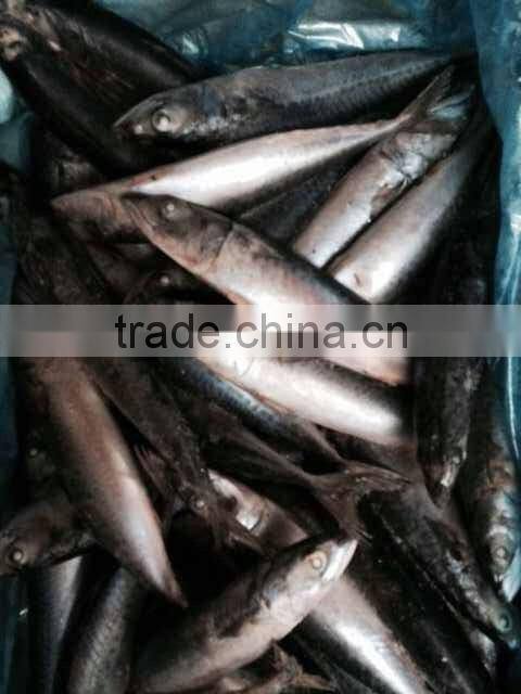 Frozen Pacific Mackerel Fish Whole Round