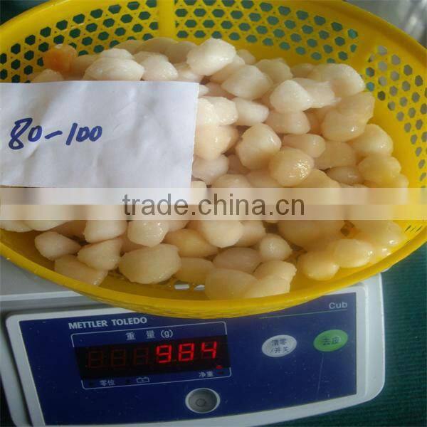 IQF scallops (100-120)