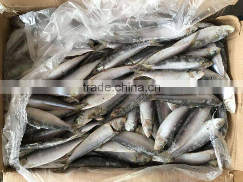 frozen sardine fish for canning