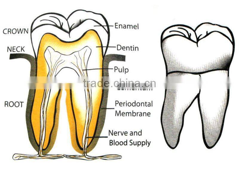 Tooth Section T-Shirt