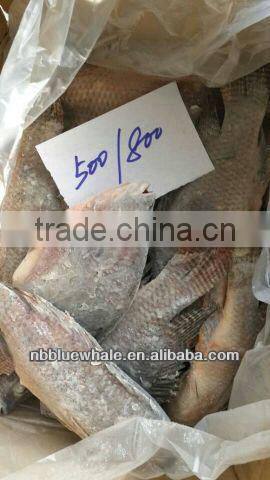 Fresh water black tilapia, IQF Tilapia Fillets