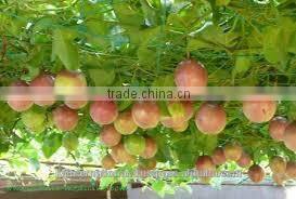 Whole sales Amazing Passion Fruits Fesh/Frozen in viet Nam