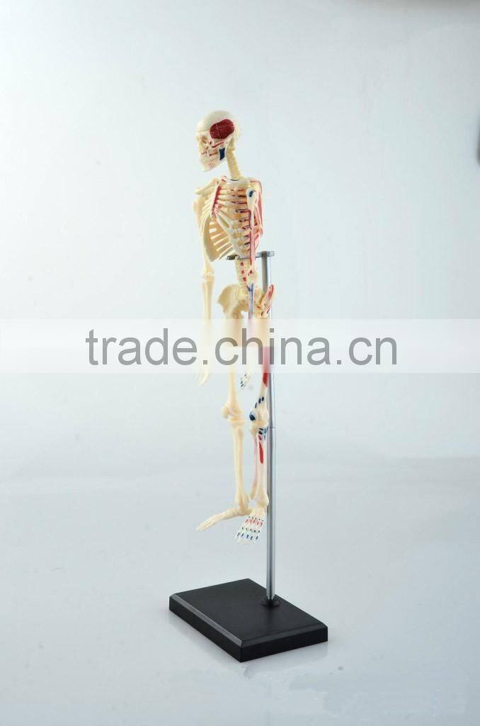 V-HM01 4D MASTER Artificial Human bone structure model