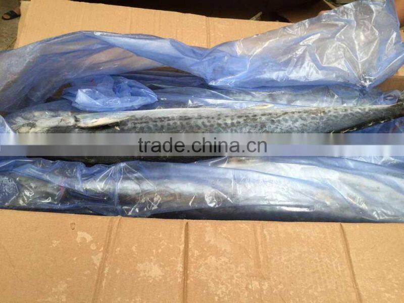 Wholesale Whole Round Spanish Mackerel Fish On Sale