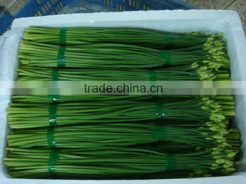 2015 new arrival hot sale fresh onion flowers from professional factory