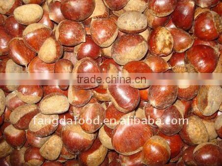 chestnut kernel