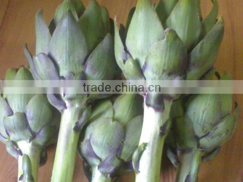 Frozen Artichokes ( French seeds & planted in Egypt )