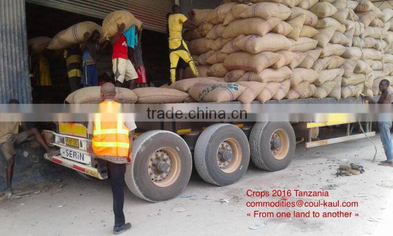 Very good Tanzania raw cashew nuts ( Tanzania contact: 255 682 294 635)