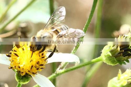 hot sale 100% pure natural honey