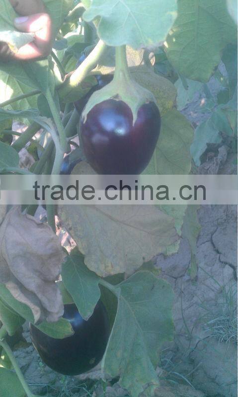 EP 310 Hybrid Eggplant Seeds