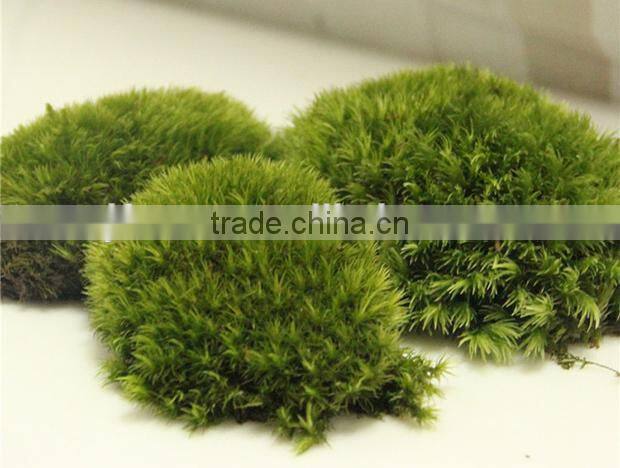 DIY accessories natural green micro landscape decorative moss