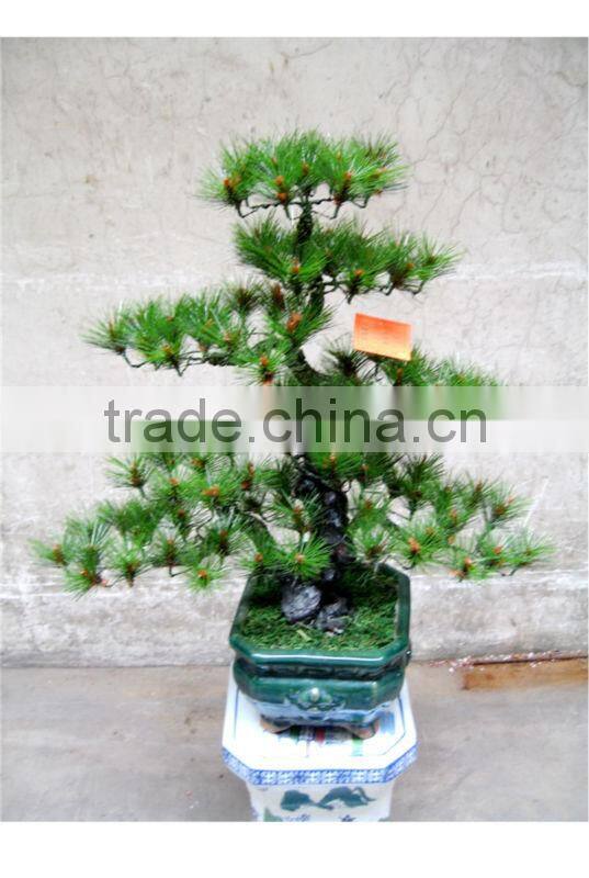 artificial pine tree ( plant bonsai flower / tree of DESTE )