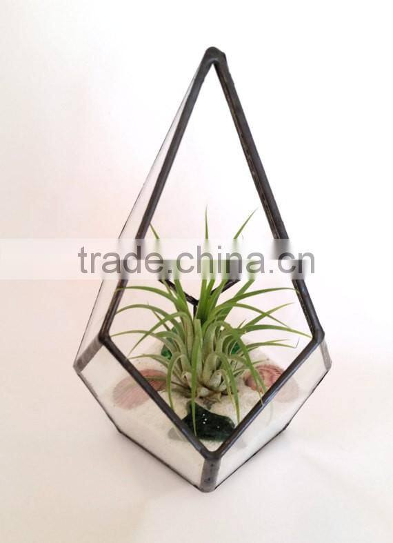Kure Beach Sea Shells Black Metal Pyramid Ionantha Air Plant Glass Terrarium