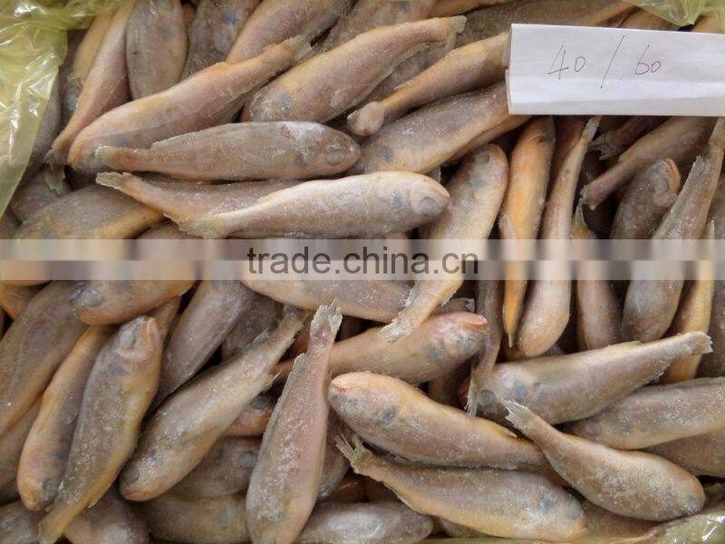 Frozen Yellow Croaker 40-100