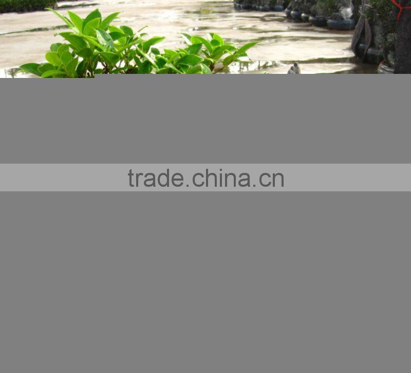 Ficus microcarpa stone bonsai