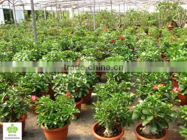 Adenium obesum ( Desert rose)