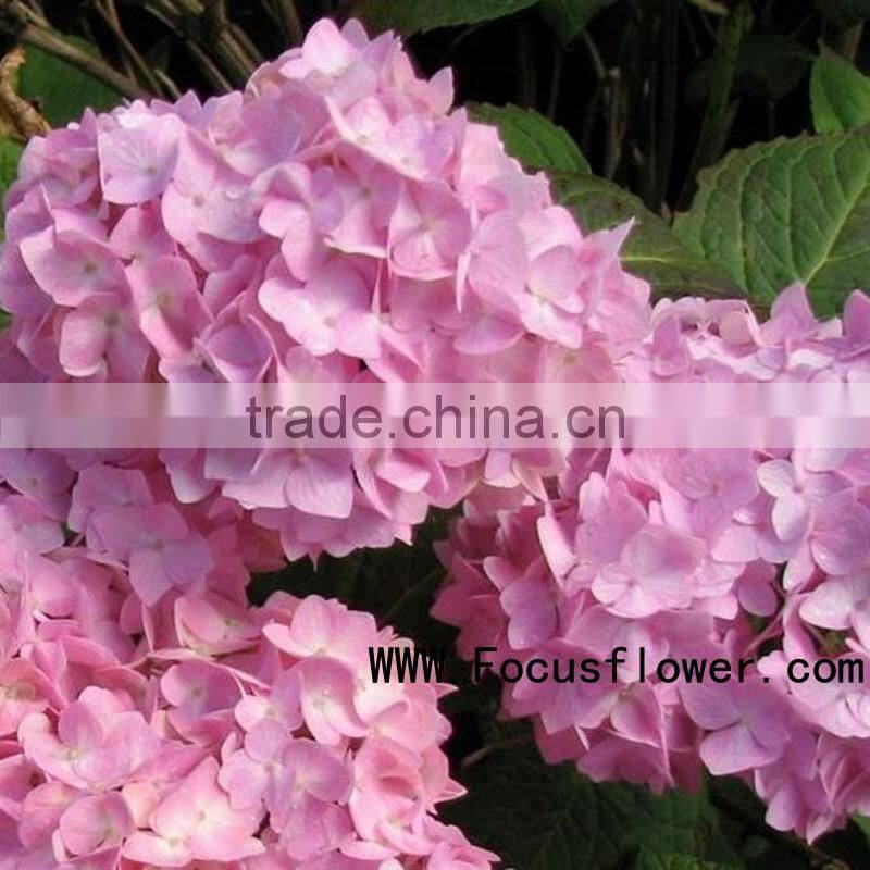 High-class fresh cut flowers colombia silk vision flowers wholesale kunming flower exporter from rolane