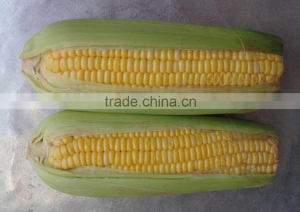 USA Frozen Yellow Sweet Corn Exporting Vietnam