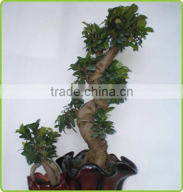 S shaped ficus ginseng microcarpa bonsai tree banyan ficus indoor ornamental decorative plants nursery