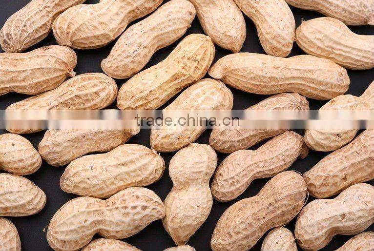 good quality peanut in shell from china