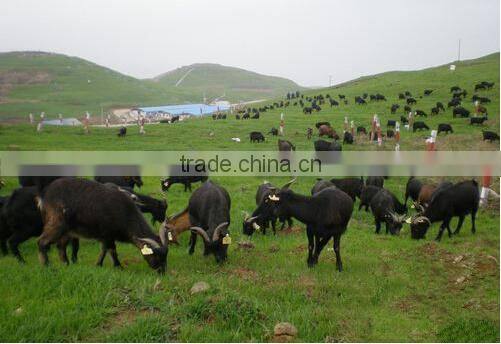 High Quality Painless Ear Tags for Tracking Cattle